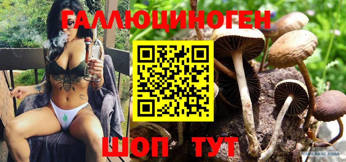 Галлюциногенные грибы Psilocybe Карталы